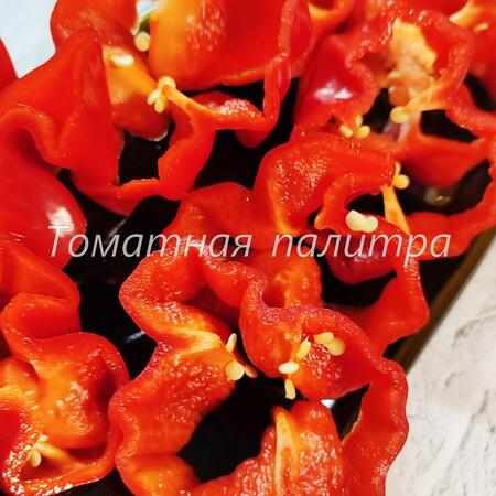 Томат Перец КРИОЛЛА де КОЧИНА (Criolla de Cocina)