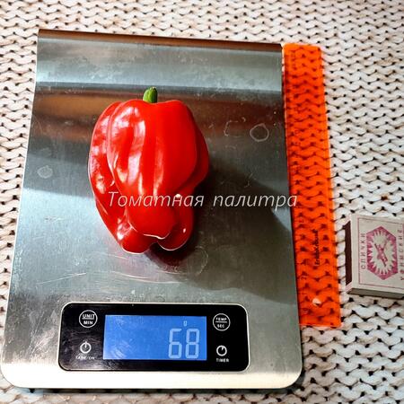 Томат Перец КРИОЛЛА де КОЧИНА (Criolla de Cocina)