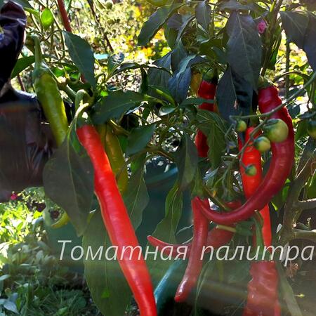 Томат Перец острый ЦИЦАК