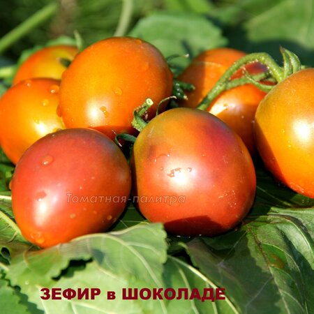 Томат Набор САМЫЕ СЛАДКИЕ