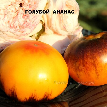 Томат Набор ШОК СОСЕДЯМ!