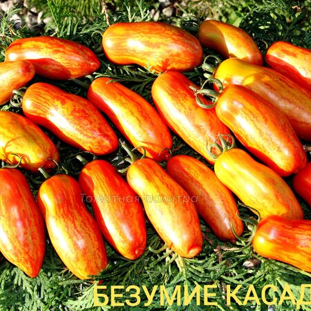 Томат Набор ШОК СОСЕДЯМ!