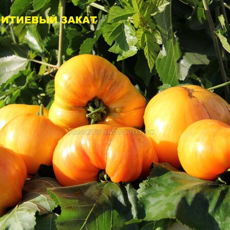 Томат Набор ШОК СОСЕДЯМ!