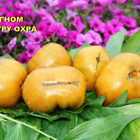 Томат Набор ЛУЧШИЕ ГНОМЫ