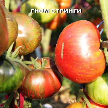 Томат Набор ЛУЧШИЕ ГНОМЫ