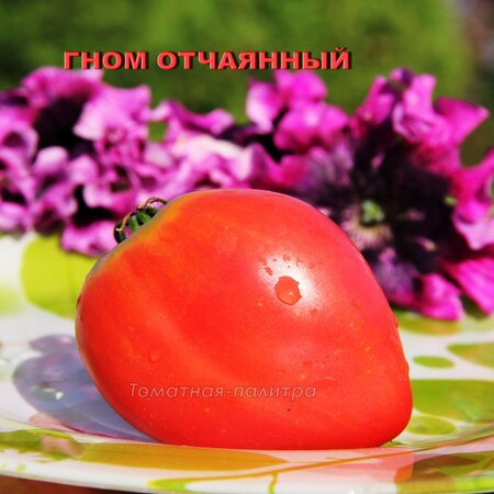 Томат Набор ЛУЧШИЕ ГНОМЫ