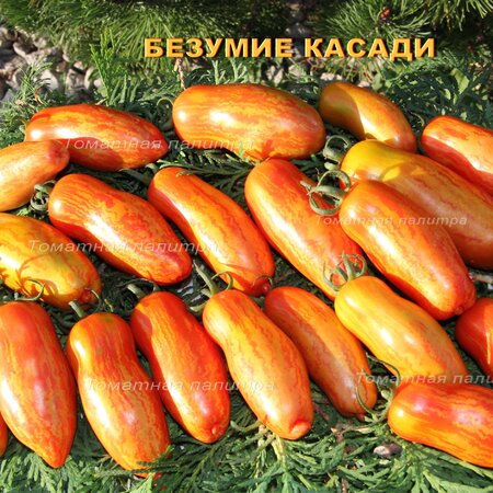Томат Набор ДЛЯ НОВИЧКОВ