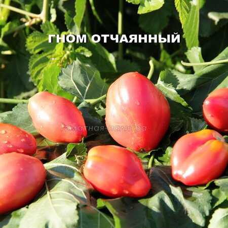 Томат Набор ДЛЯ НОВИЧКОВ