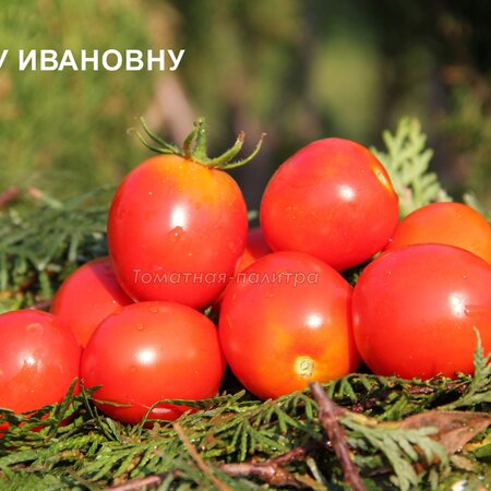 Томат Набор ДЛЯ НОВИЧКОВ