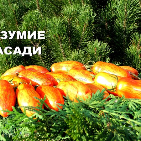 Томат Набор КОРОЛЕВЫ БАНОК
