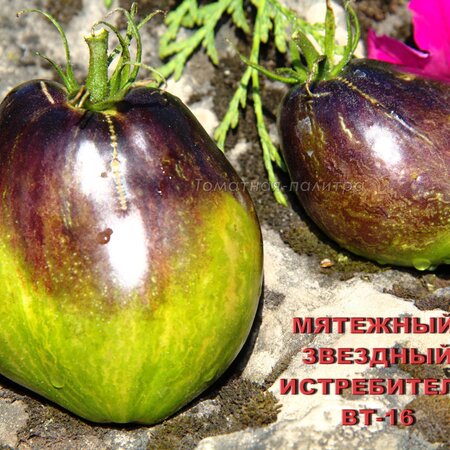 Томат Набор СМЕШНЫЕ и ЗАБАВНЫЕ ПОМИДОРЫ