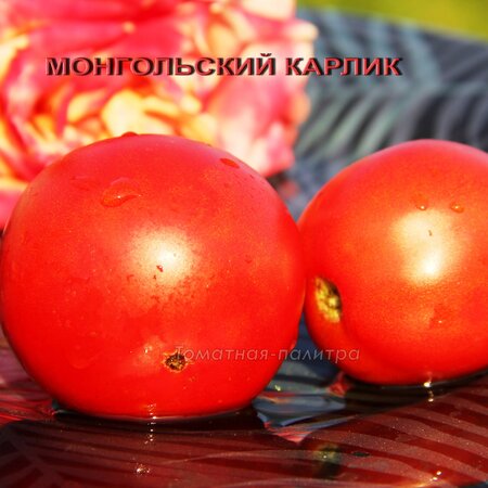 Томат Набор СМЕШНЫЕ и ЗАБАВНЫЕ ПОМИДОРЫ