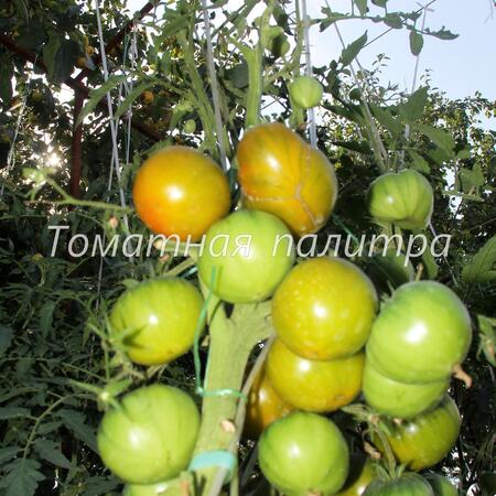 Томат ИРЛАНДСКИЙ ЛИКЕР