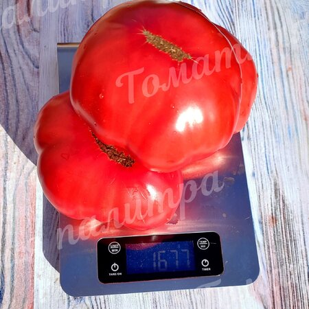 Томат ГИГАНТ ФАРИНА (Gigante Farina), Италия