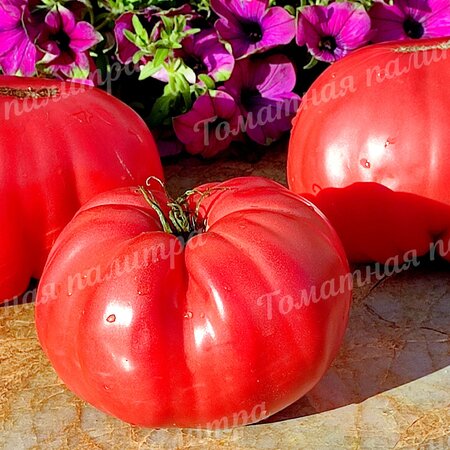 Томат ГИГАНТ ФАРИНА (Gigante Farina), Италия
