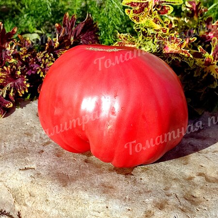 Томат ГИГАНТ ФАРИНА (Gigante Farina), Италия