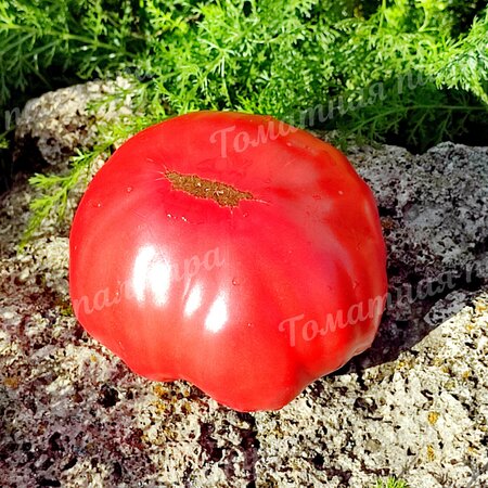 Томат ГИГАНТ ФАРИНА (Gigante Farina), Италия
