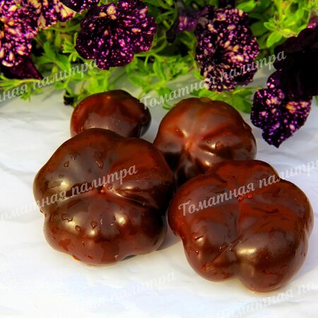 Томат Перец ТОМАТНЫЙ ШОКОЛАДНЫЙ (Tomatenpaprika Chocolate)
