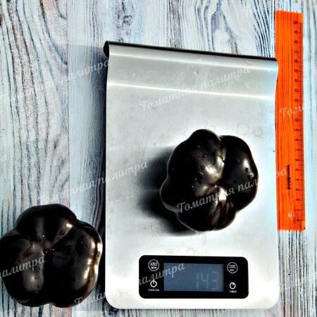 Томат Перец ТОМАТНЫЙ ШОКОЛАДНЫЙ (Tomatenpaprika Chocolate)