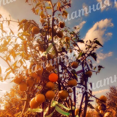Томат ПРИЗРАК ЧЕРРИ (Ghost Cherry)