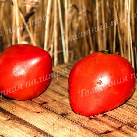 Томат ПЕРЫШКО ДЕДУШКИНОГО ПЕТУХА (Grandpa's Cock's Plume) 