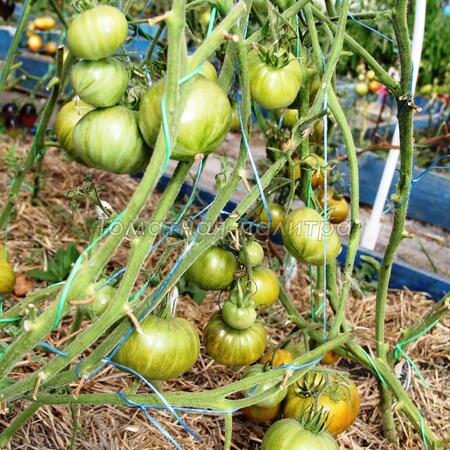 Томат Ананас Зебра (Ananas Zebra), США