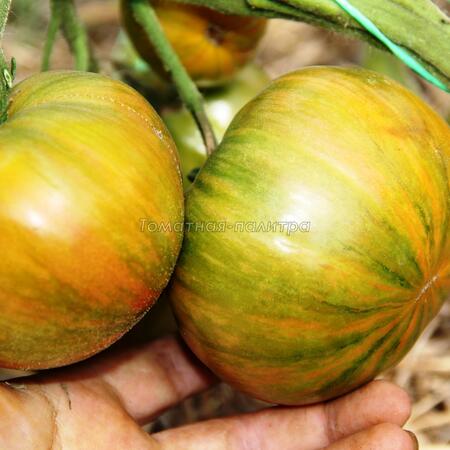 Томат Ананас Зебра (Ananas Zebra), США