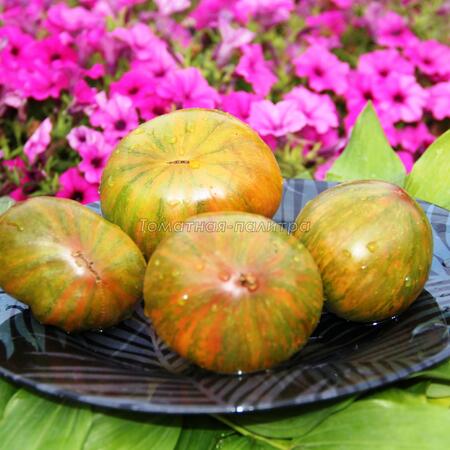 Томат Ананас Зебра (Ananas Zebra), США