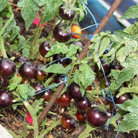 Томат Гном Полосатый Энто (Dwarf Striped Antho), США