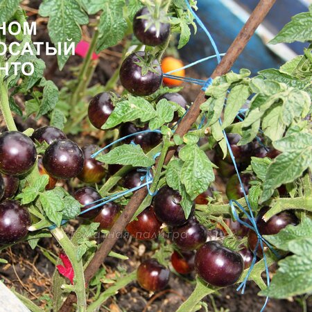 Томат Гном Полосатый Энто (Dwarf Striped Antho), США
