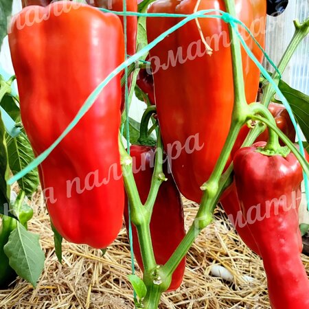 Томат Перец ГИГАНТ МАРСА