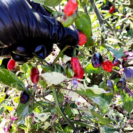 Томат Перец острый ФИОЛЕТОВЫЙ ТИГР / ПЕРПЛ ТАЙГЕР. (Purple Tiger) C. Annuum.