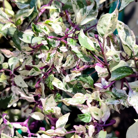Томат Перец острый ФИОЛЕТОВЫЙ ТИГР / ПЕРПЛ ТАЙГЕР. (Purple Tiger) C. Annuum.
