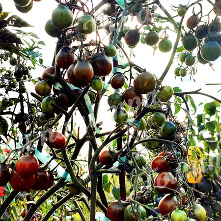 Томат ЗЛАЯ МАСЛИНА / ОЛИВА ( Evil Olive)