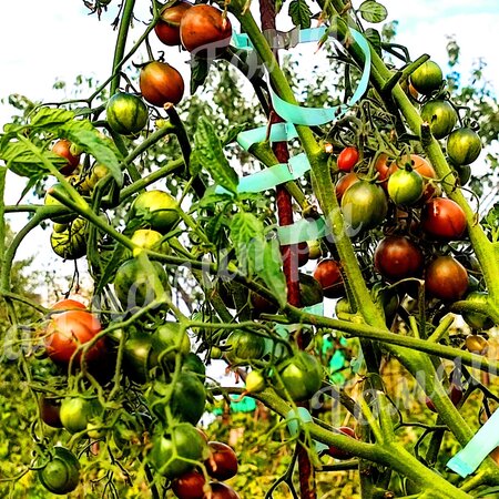 Томат ЗЛАЯ МАСЛИНА / ОЛИВА ( Evil Olive)