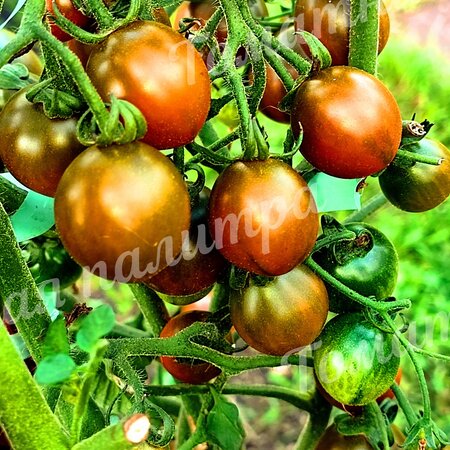 Томат ЗЛАЯ МАСЛИНА / ОЛИВА ( Evil Olive)