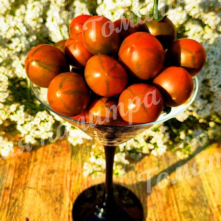 Томат ЗЛАЯ МАСЛИНА / ОЛИВА ( Evil Olive)