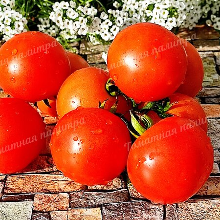 Томат РЕНЕТ