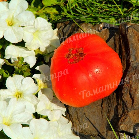 Томат РАДОСТЬ РОЗЫ