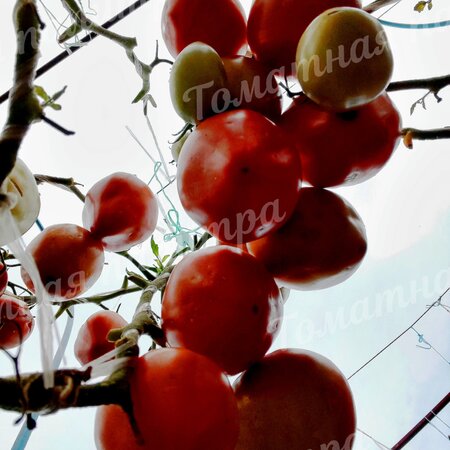 Томат БАБУШКИНО БЫЧЬЕ СЕРДЦЕ