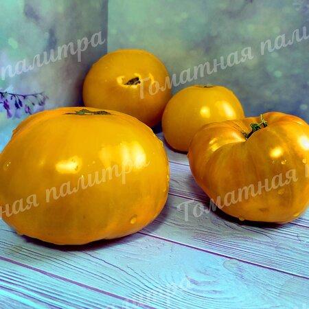 Томат БОЛЬШОЙ ЗОЛОТОЙ ВКУСНЫЙ ( Big Golden Delicious)