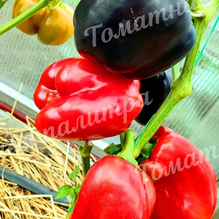 Томат Перец МАВР