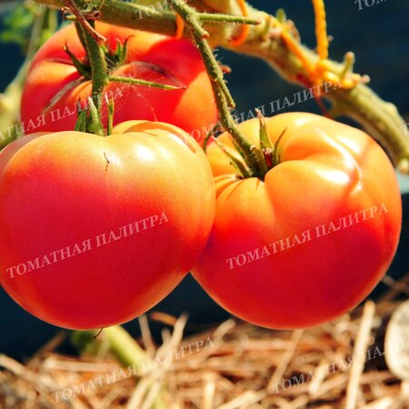 Томат Большая медведица, Россия