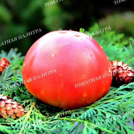 Томат Большая медведица, Россия