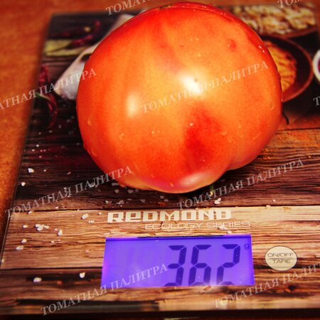 Томат Большая медведица, Россия