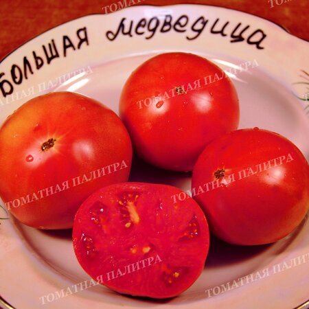 Томат Большая медведица, Россия
