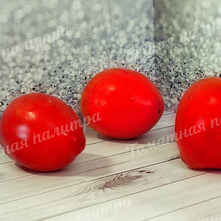 Томат Гном РОЗОВАЯ СТРАСТЬ (Dwarf Pink Passion)