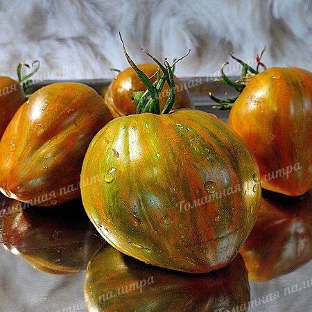 Томат БЕРКЛИ ТАЙ ДАЙ ХААТ (Berkeley Tie Dye Heart), Калифорния