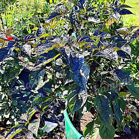 Томат Перец острый  ТРИНИДАД ПУРПЛ КОФЕ (Trinidad Purple Coffee)