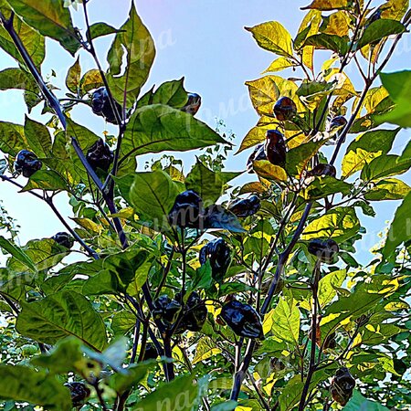 Томат Перец острый  ТРИНИДАД ПУРПЛ КОФЕ (Trinidad Purple Coffee)